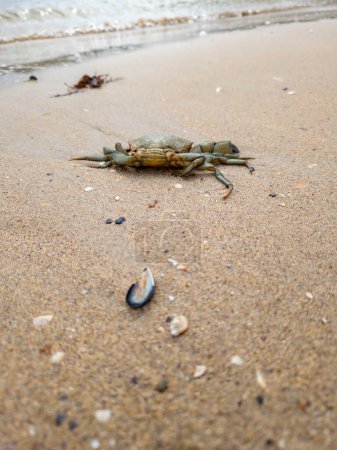 Téléchargez les photos : Crabe commun sur la plage de sable fin d'Irlande du Nord. - en image libre de droit