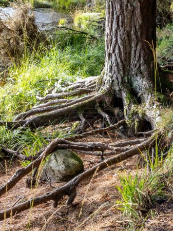 Scots pine roots in a forest in Ireland.