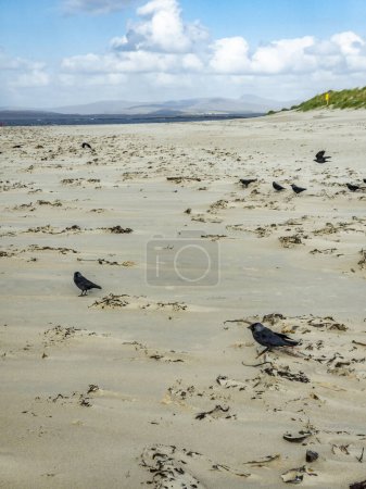 Hooded crows, Corvus cornix, collecting twigs on beach in Ireland.