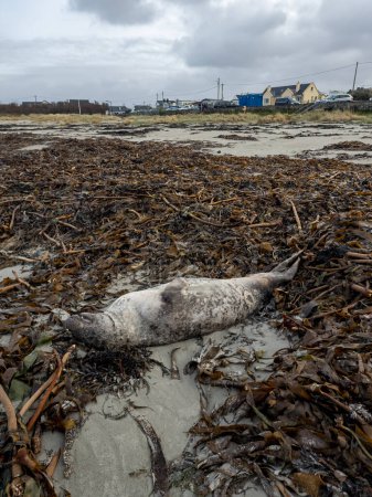 Enorme foca gris muerta tendida en la playa de Narin por Portnoo - Condado de Donegal, Irlanda