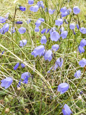 Harebells, Campanula rotundifolia mearacan gorm, flores silvestres en el prado de verano en la costa de Irlanda.