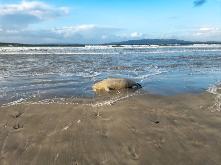 Foca muerta tendida en la playa de Narin por Portnoo - Condado de Donegal, Irlanda