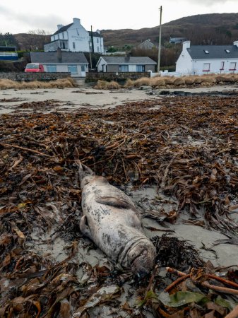 Huge dead grey seal lying on Narin beach by Portnoo - County Donegal, Ireland