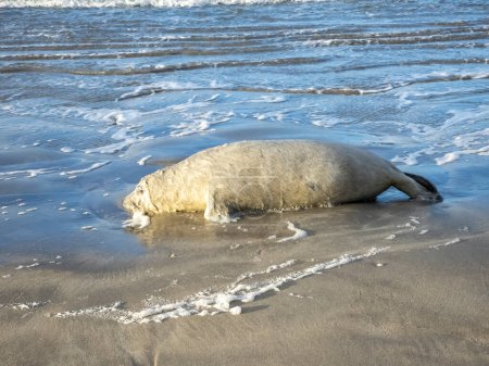 Foca muerta tendida en la playa de Narin por Portnoo - Condado de Donegal, Irlanda