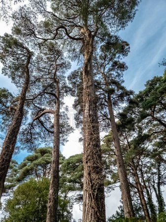 Scots Pine trees in County Donegal - Ireland.