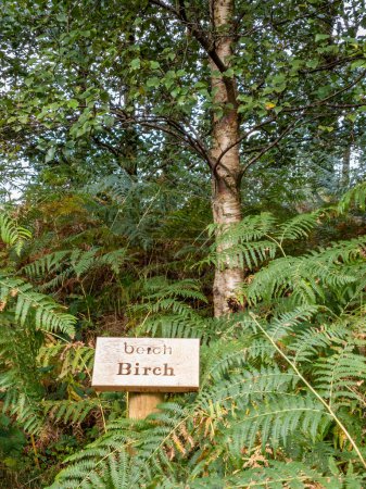 Photo for Birch tree and sign explaining it irish and english including translation. - Royalty Free Image