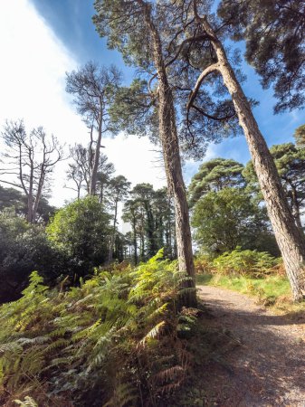 Scots Pine trees in County Donegal - Ireland.