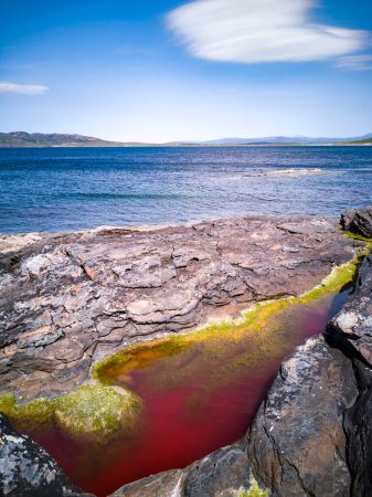 Téléchargez les photos : Rockpool de couleur rouge vif en raison de la floraison d'algues. - en image libre de droit