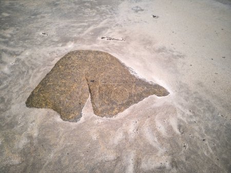 La famosa piedra en forma de espalda y una medusa brújula en Narin Strand por Portnoo, Condado de Donegal Irlanda.