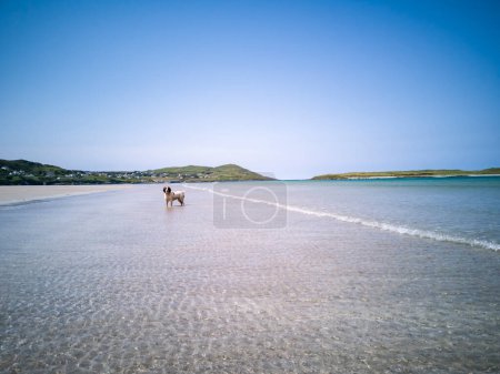 Téléchargez les photos : Chien à la belle eau claire à Narin Strand dans le comté de Donegal - Irlande - en image libre de droit