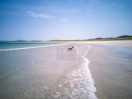 Hund am schönen klaren Wasser bei Narin Strand in der Grafschaft Donegal - Irland