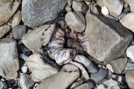 Téléchargez les photos : Restes d'une boussole gelée de poisson échoués sur une plage pierreuse. - en image libre de droit