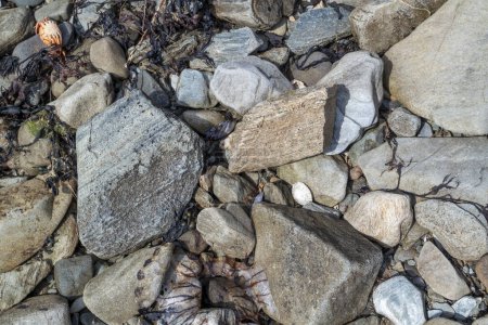 Téléchargez les photos : Restes d'une boussole gelée de poisson échoués sur une plage pierreuse. - en image libre de droit