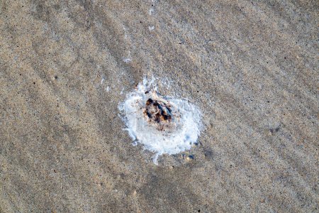 Photo for Bird poo on sand in County Donegal, Ireland. - Royalty Free Image