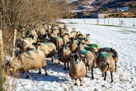 Flock of sheep at a snow covered meadow in County Donegal - Ireland.