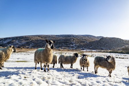 Schafherde auf einer schneebedeckten Wiese in der Grafschaft Donegal - Irland.