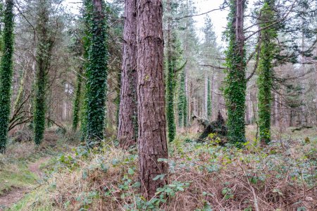 Foto de El bosque de Murvagh en el Condado de Donegal, Irlanda. - Imagen libre de derechos