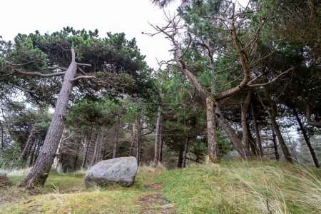 Der Wald bei Murvagh im County Donegal, Irland.