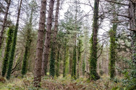 Der Wald bei Murvagh im County Donegal, Irland.