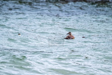 Common Eiders family training their ducklings on the Atlantic Ocean.
