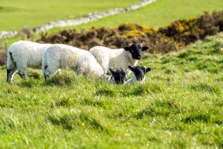 Foto de Corderos de oveja de cara negra en un campo en el Condado de Donegal - Irlanda. - Imagen libre de derechos