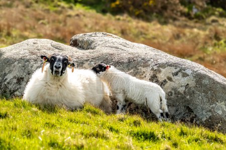 Foto de Una familia de ovejas de cara negra en un campo en el Condado de Donegal - Irlanda. - Imagen libre de derechos