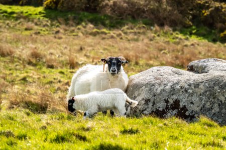 Foto de Una familia de ovejas de cara negra en un campo en el Condado de Donegal - Irlanda. - Imagen libre de derechos