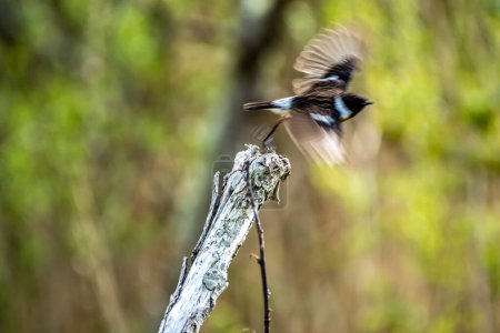 Foto de Blurry european bird called Stonechat in a branch outdoors. - Imagen libre de derechos
