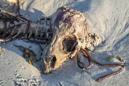 Téléchargez les photos : Le squelette d'un mouton mort couché sur la plage. - en image libre de droit