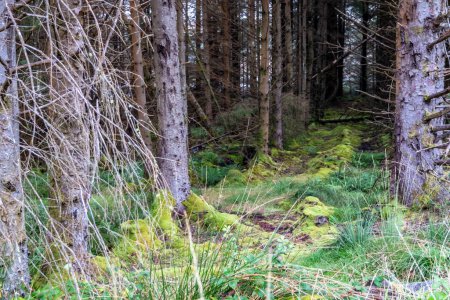 La forêt de Letterilly by Glenties, comté de Donegal, Irlande.