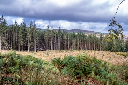 The forest at Letterilly by Glenties, County Donegal, Ireland.