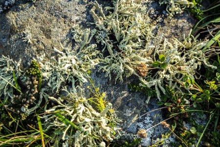 Cladonia polydactyla Flechte wächst auf einem Stein an der Westküste der Grafschaft Donegal, Irland.