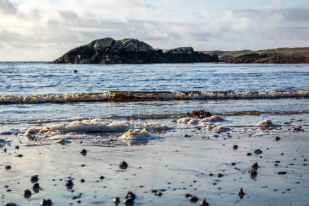Foto de Soplar caca de lombriz en la costa oeste de Irlanda - Arenicola Marina. - Imagen libre de derechos