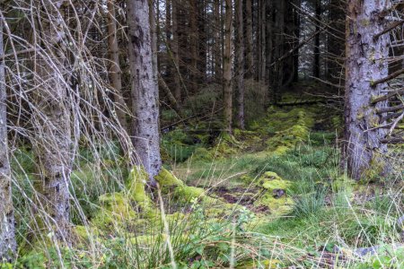 La forêt de Letterilly by Glenties, comté de Donegal, Irlande.