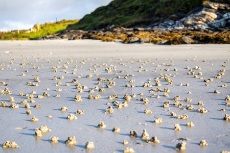 Soplar caca de lombriz en la costa oeste de Irlanda - Arenicola Marina.