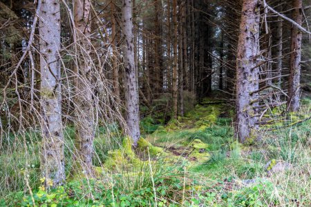 Der Wald bei Letterilly bei Glenties, County Donegal, Irland.