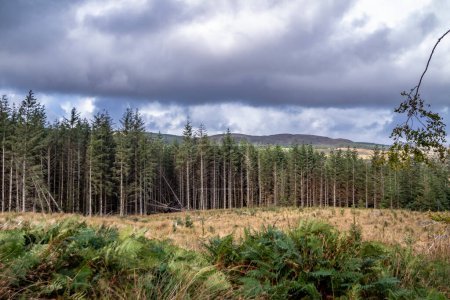 Der Wald bei Letterilly bei Glenties, County Donegal, Irland.