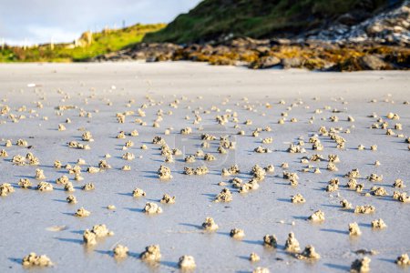 Soplar caca de lombriz en la costa oeste de Irlanda - Arenicola Marina.