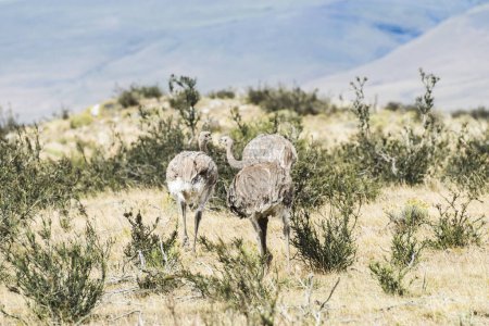 Photo for Greater rhea (Rhea americana) or nandu is a ostrich like flightless bird living in Southamerican pampas. Torres del Paine national park, Chile - Royalty Free Image