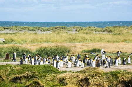 Foto de Colonia de pingüinos reales (Aptenodytes patagonicus) en la costa occidental de Tierra el Fuego en Chile - Imagen libre de derechos
