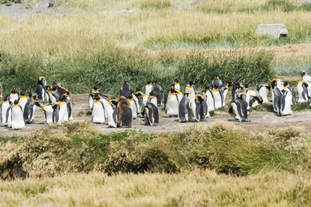 Foto de Colonia de pingüinos reales (Aptenodytes patagonicus) en la costa occidental de Tierra el Fuego en Chile - Imagen libre de derechos