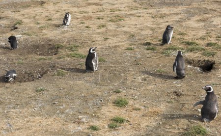 Photo for Colony of wild Magellanic penguins (Spheniscus Magellanicus) on a coast of Magdalena island, Chile - Royalty Free Image