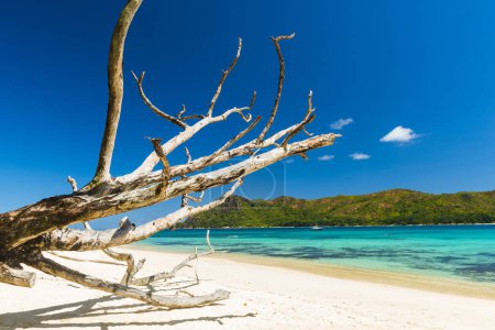 Téléchargez les photos : Beautiful beach Anse Boudin and dry dead tree, Praslin island, Seychelles. - en image libre de droit