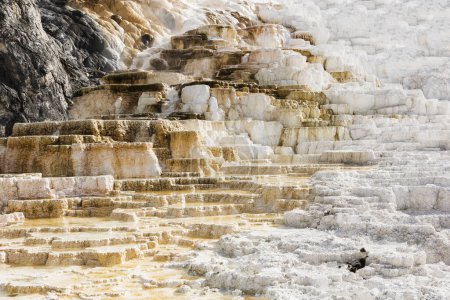 Téléchargez les photos : Terrasses thermales vives formations rocheuses dans les sources thermales Mammoth, parc national Yellowstone. États-Unis - en image libre de droit