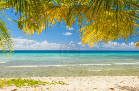 Photo for Palms on the white beach and a turquoise sea on a Caribbean island of Barbados - Royalty Free Image