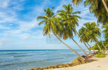 Téléchargez les photos : Palmiers sur la plage de sable blanc et une mer turquoise sur une île caribéenne de la Barbade - en image libre de droit