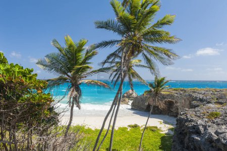 Téléchargez les photos : Bottom Bay est l'une des plus belles plages de l'île caribéenne de la Barbade. C'est un paradis tropical avec des palmiers suspendus au-dessus de la mer turquoise - en image libre de droit