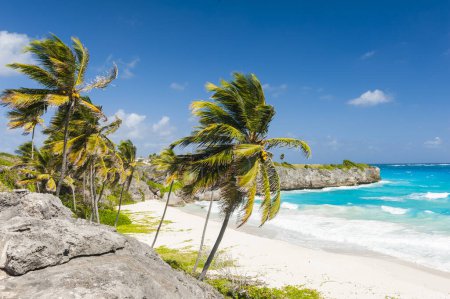 Téléchargez les photos : Bottom Bay est l'une des plus belles plages de l'île caribéenne de la Barbade. C'est un paradis tropical avec des palmiers suspendus au-dessus de la mer turquoise. Grande photo panoramique - en image libre de droit