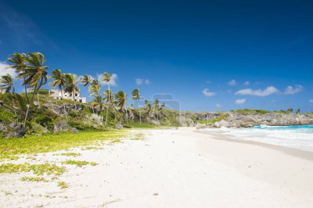 Téléchargez les photos : Harrismith Beach est l'une des plus belles plages de l'île caribéenne de la Barbade. C'est un paradis tropical avec des palmiers suspendus sur la mer turquoise et une ruine d'un vieux manoir sur la falaise - en image libre de droit