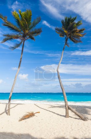 Téléchargez les photos : Bottom Bay est l'une des plus belles plages de l'île caribéenne de la Barbade. C'est un paradis tropical avec des palmiers suspendus au-dessus de la mer turquoise - en image libre de droit
